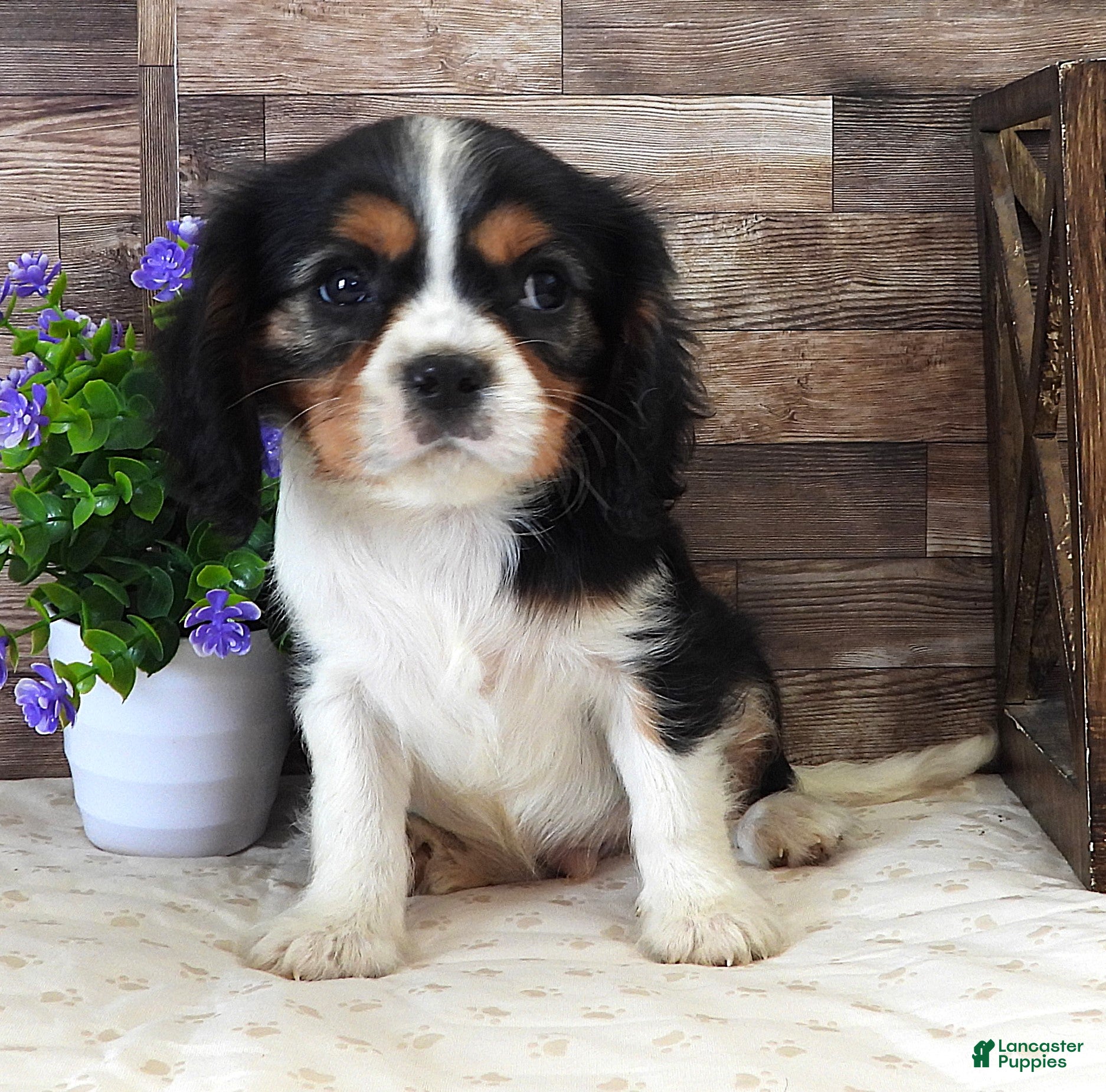 Cavalier King Charles Spaniel dogs #1 Male (Lulu's) - Ad 38