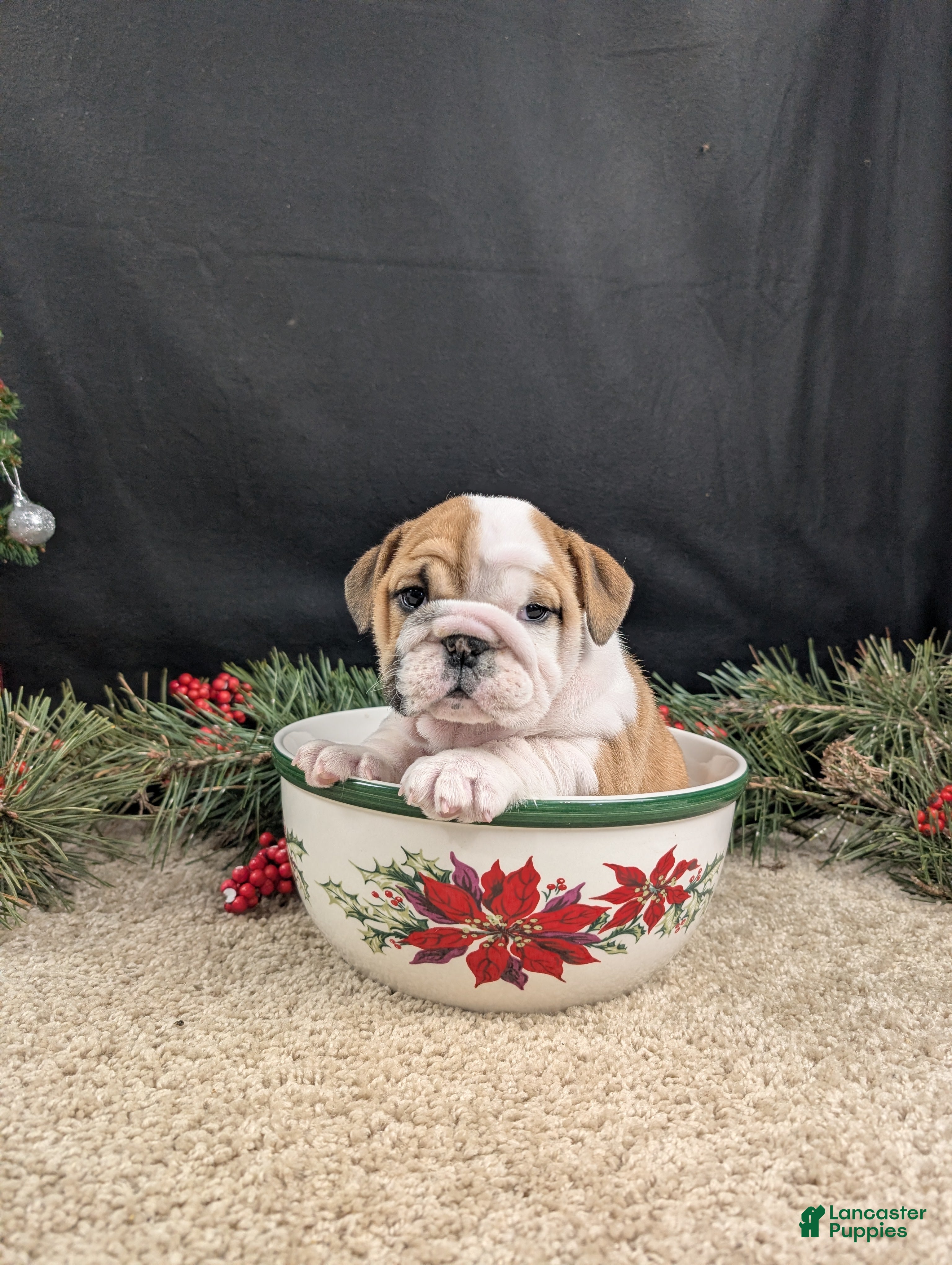 English Bulldog dogs Noelle  - Ad 37