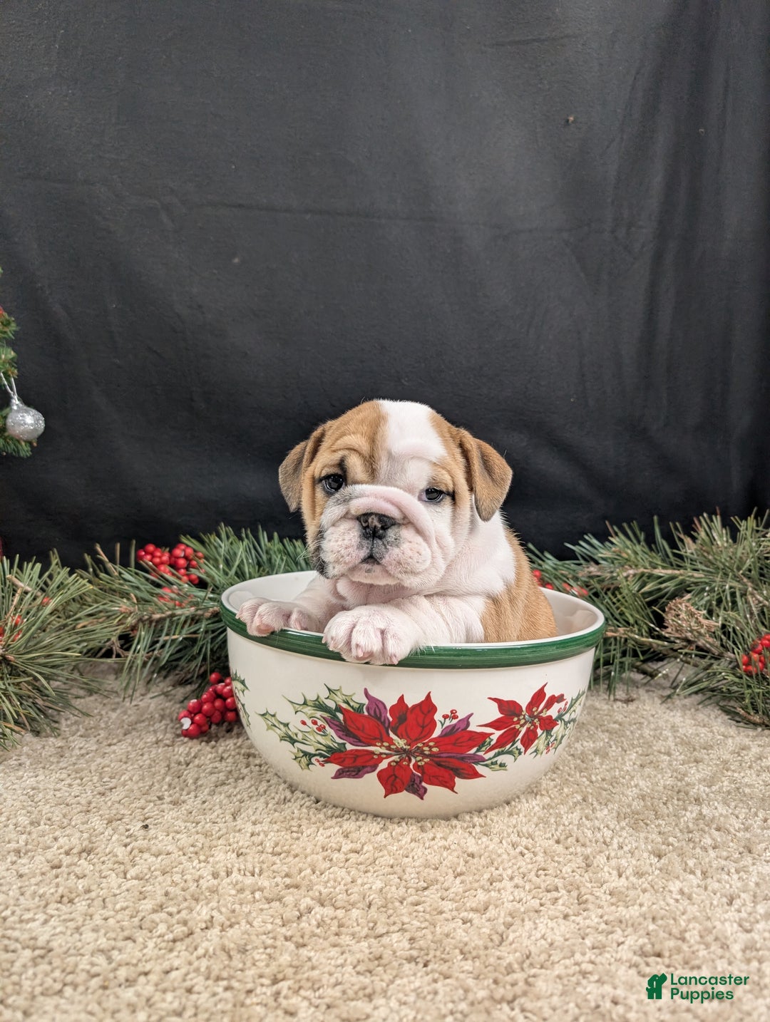 English Bulldog dogs for sale: Noelle  - Ad 1