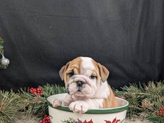 English Bulldog dogs English Bulldog Puppy 3 - Ad 37