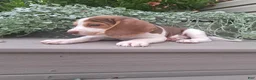 Beagle dogs for sale: HONEY - Ad 3