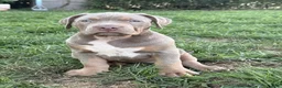 American Bully dogs for sale: Athena - Ad 4