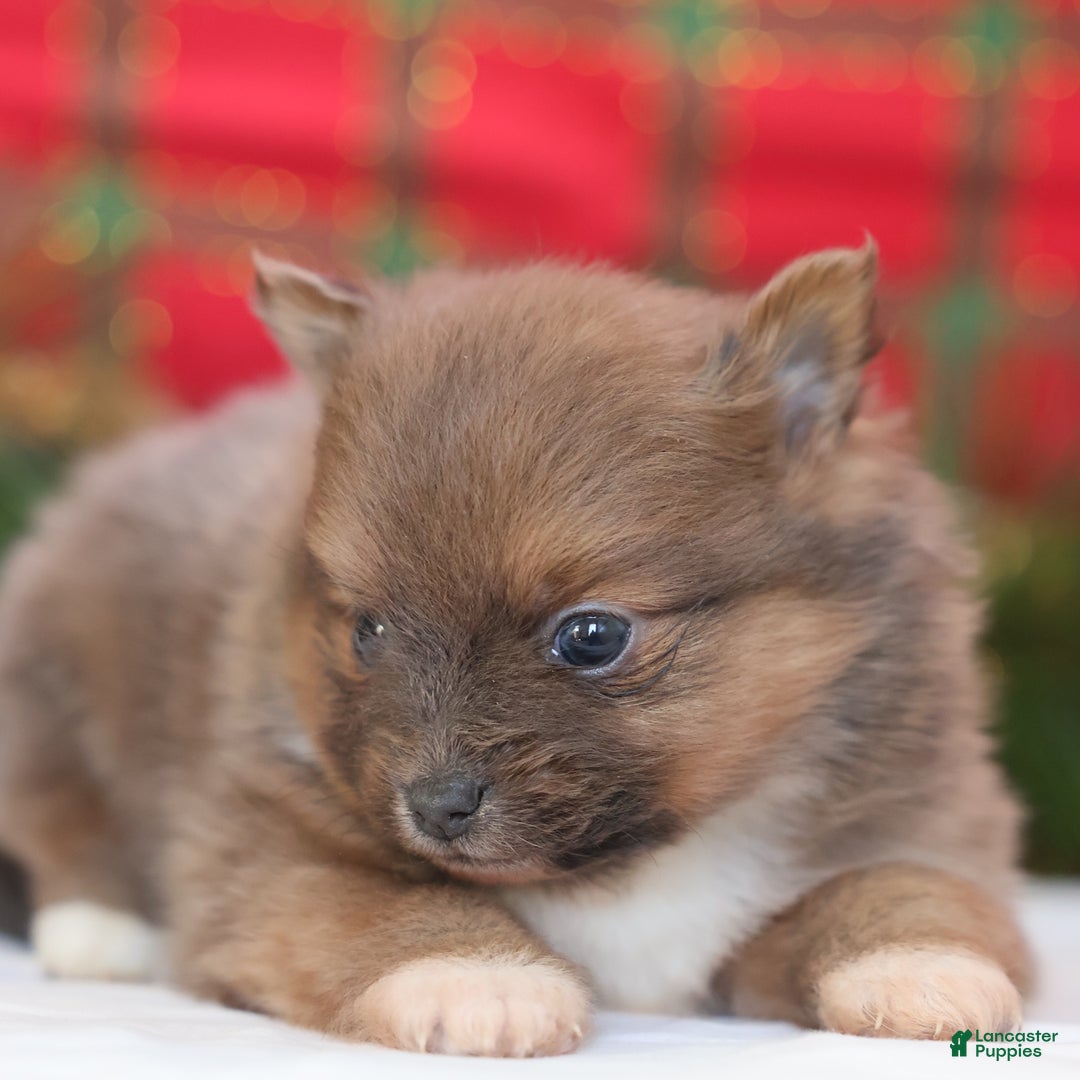 Pomeranian dogs for sale: Brownie  - Ad 4