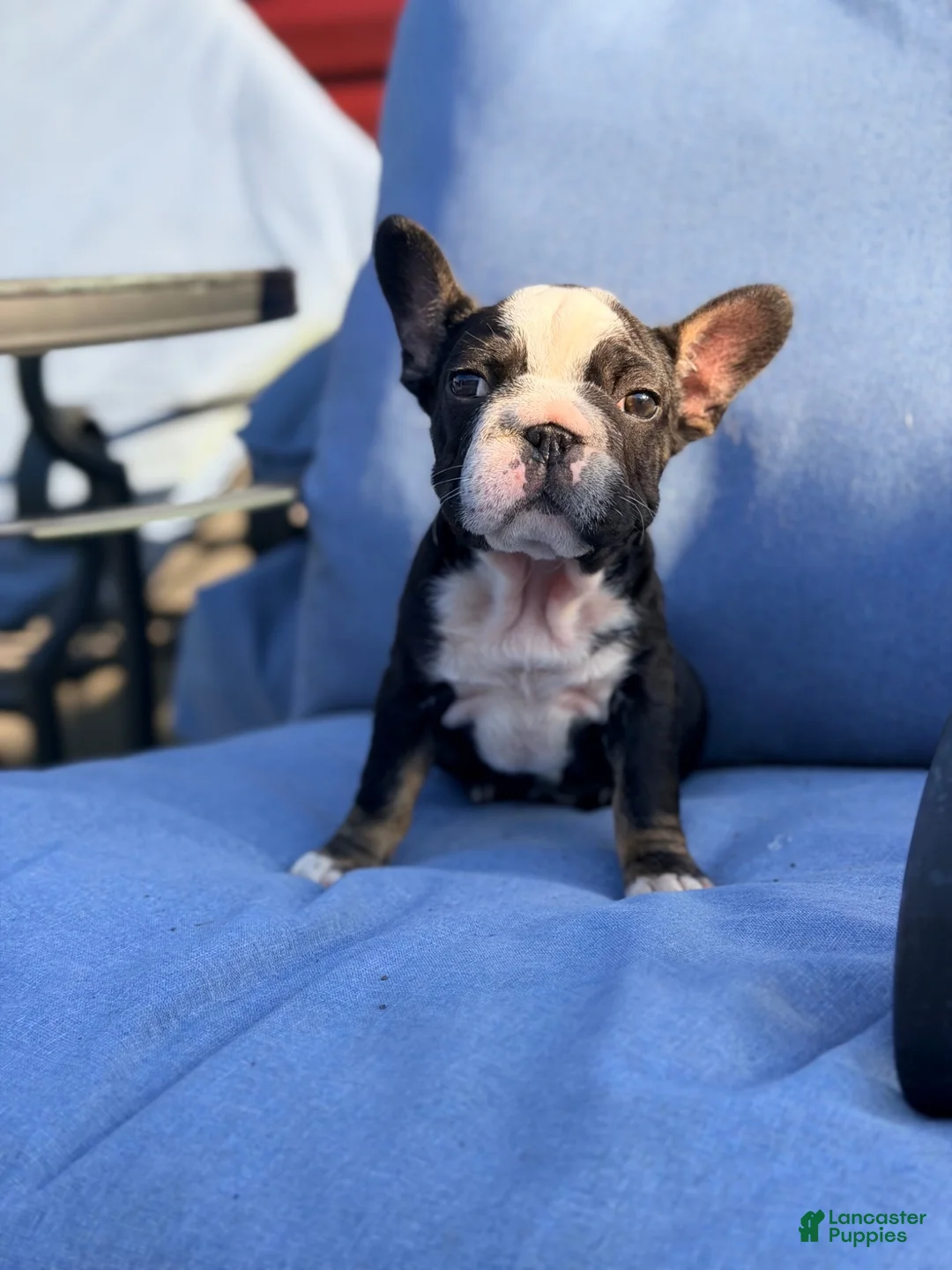 French Bulldog dogs for sale: Pepper - Ad 2