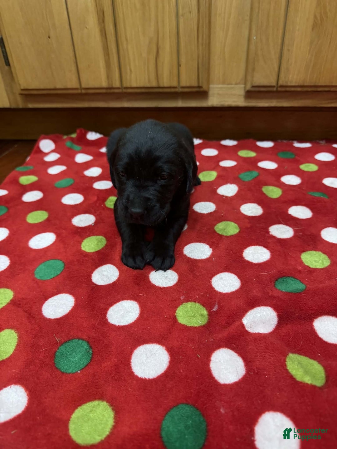 Labrador Retriever dogs for sale: Reed - Ad 6