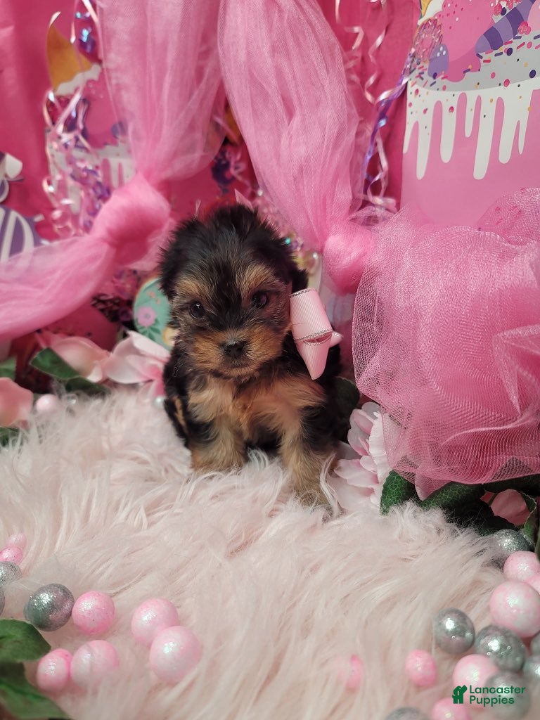 Yorkshire Terrier dogs Adorable - Ad 2