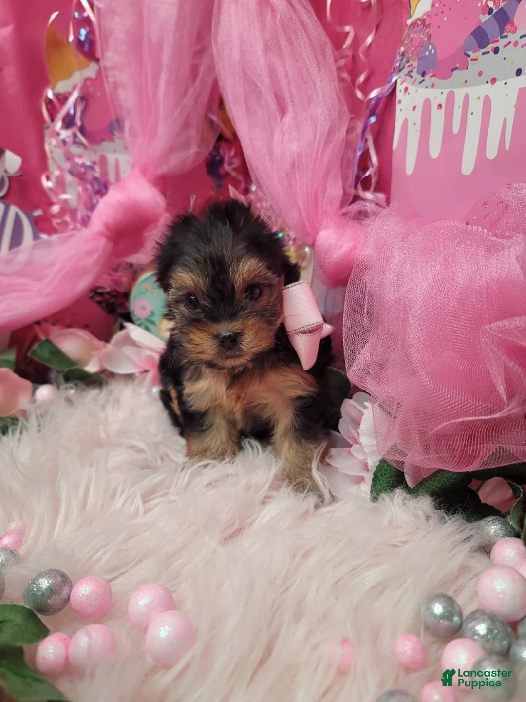 Yorkshire Terrier dogs for sale: Adorable - Ad 2