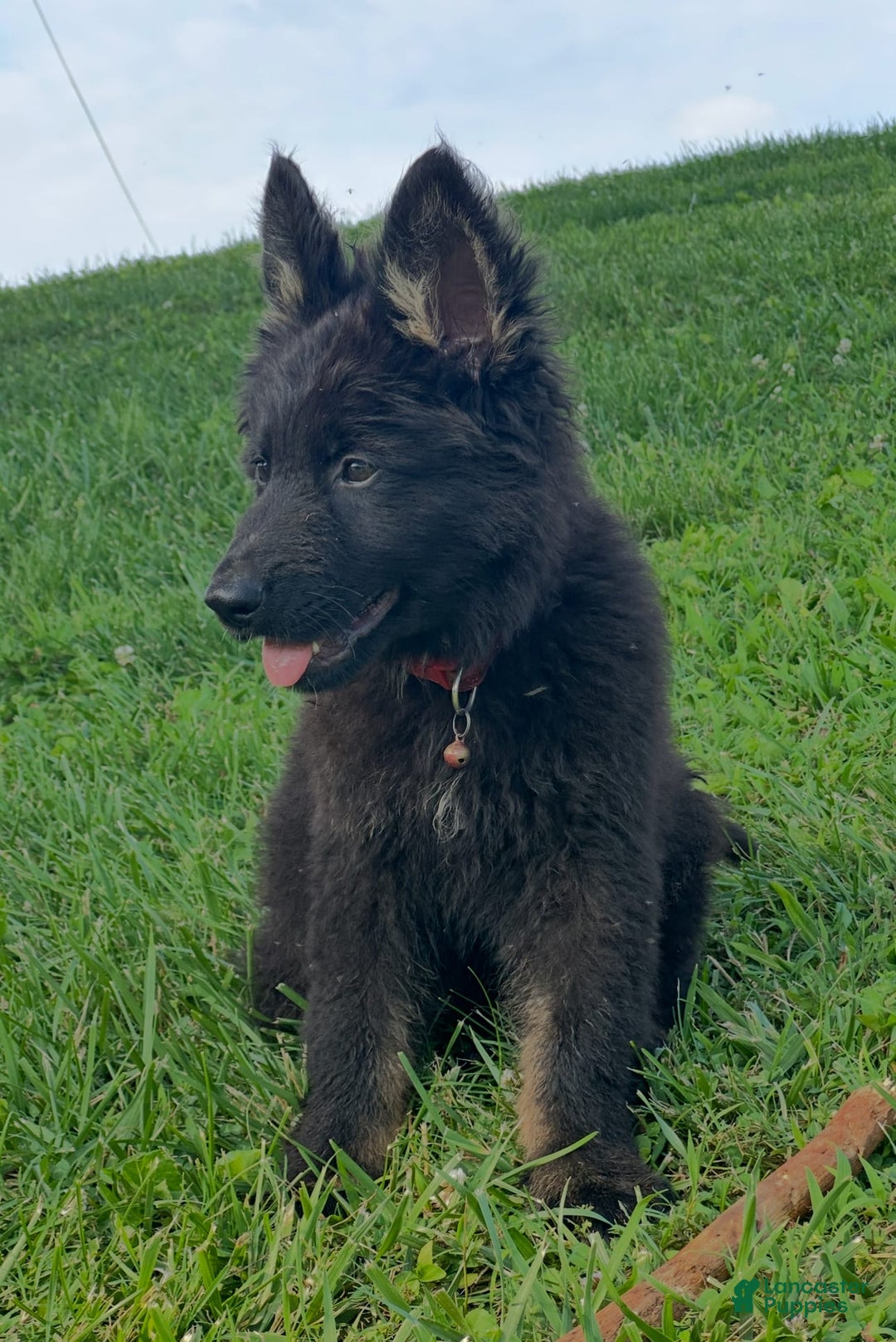 Gallery Image {{count}}