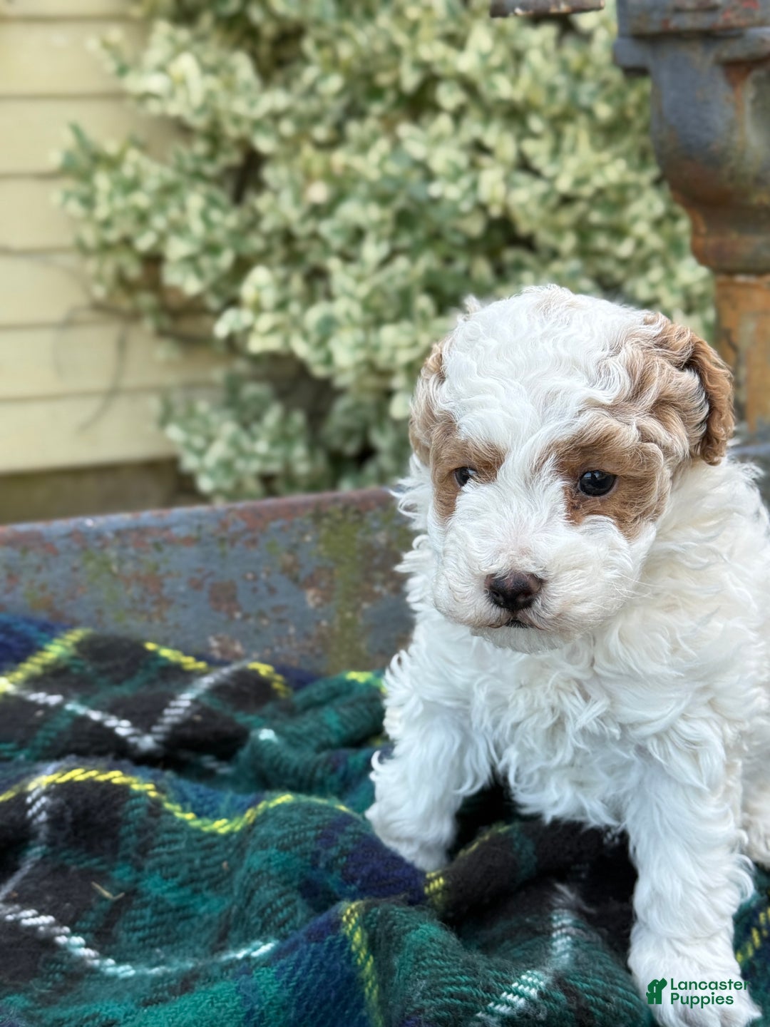 Toy Poodle dogs for sale: Cocoa - Ad 5