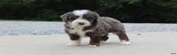Mini Bernedoodle dogs for sale: Sophia - Ad 3