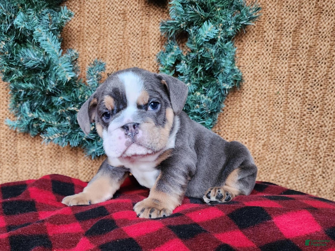English Bulldog dogs for sale: Elliot - Ad 6