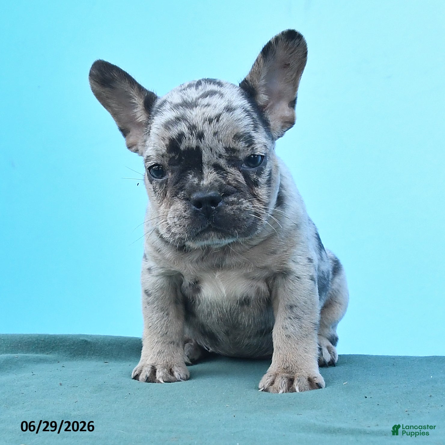 French Bulldog dogs Darla - Ad 2