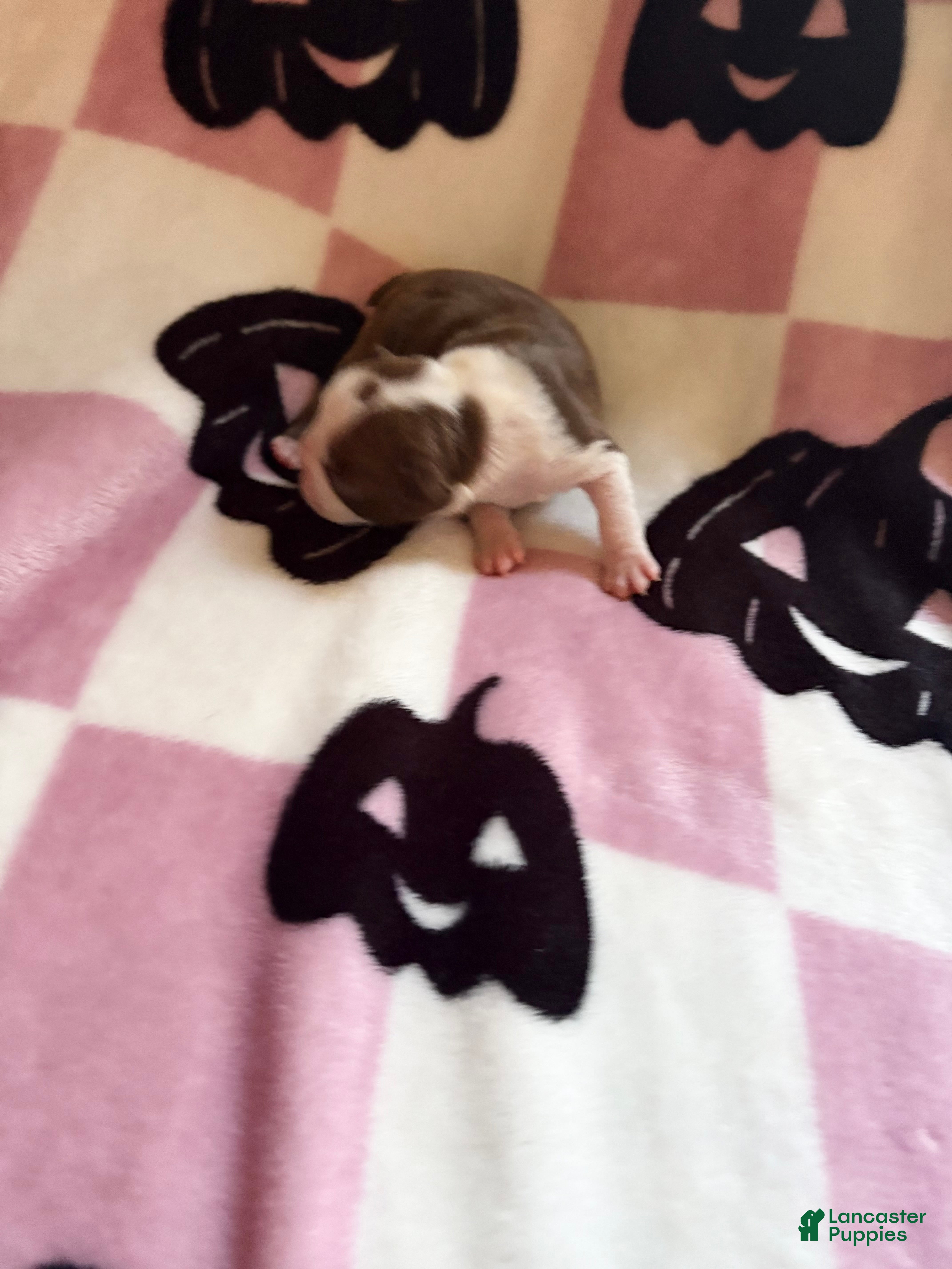 Boston Terrier dogs for sale: Boston Terrier 3 - Ad 1