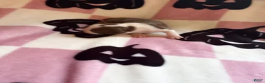 Boston Terrier 3
