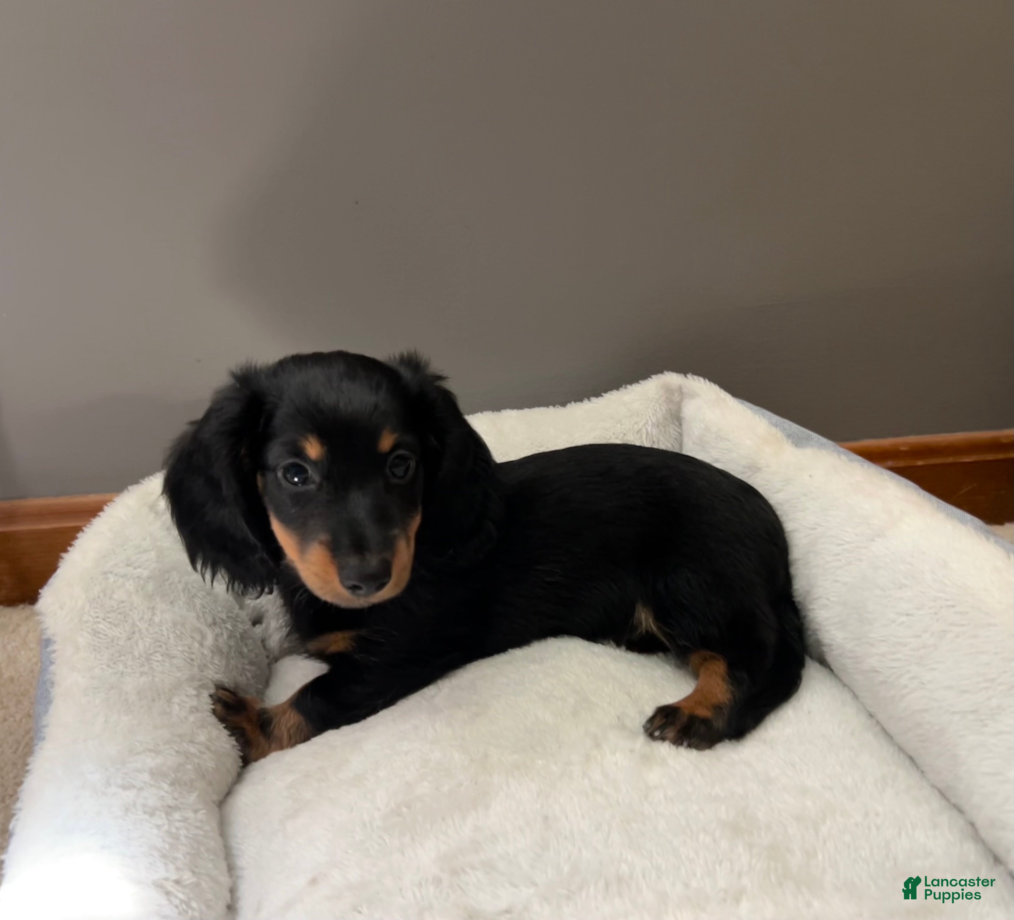 Miniature Dachshund dogs Ollie - Ad 11
