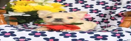 French Bulldog dogs for sale: Fido - Ad 3
