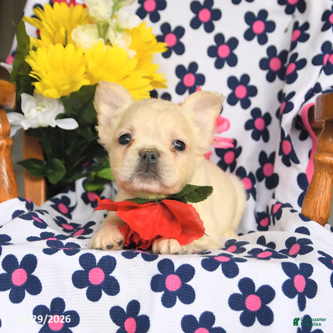 French Bulldog dogs for sale: Fido - Ad 3