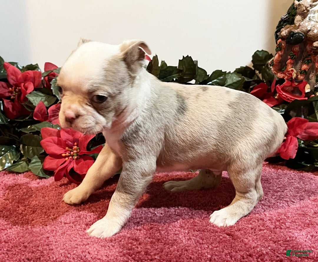 Boston Terrier dogs for sale: Rusty - Ad 2