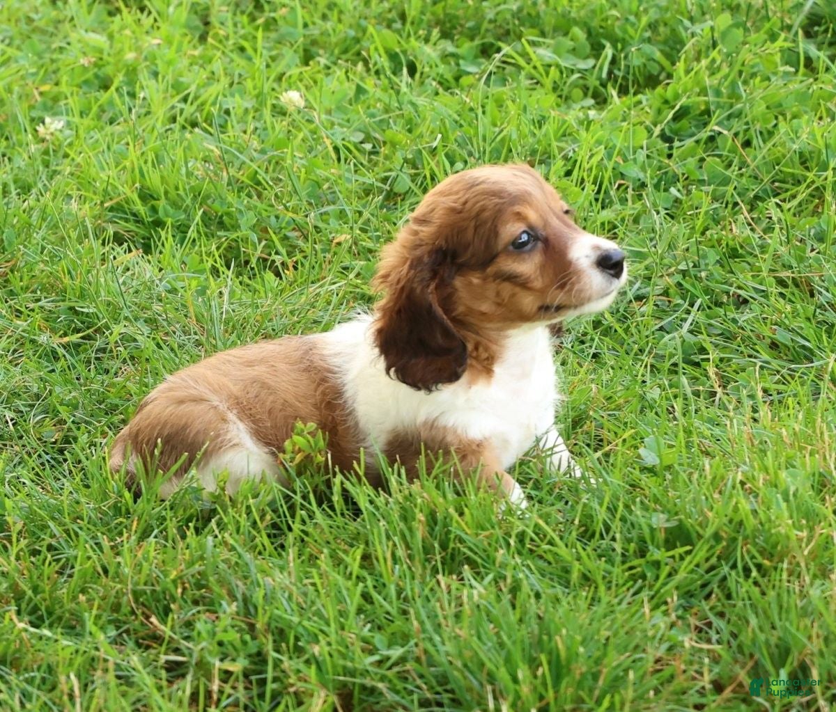 Miniature Dachshund dogs Jesse - Ad 2