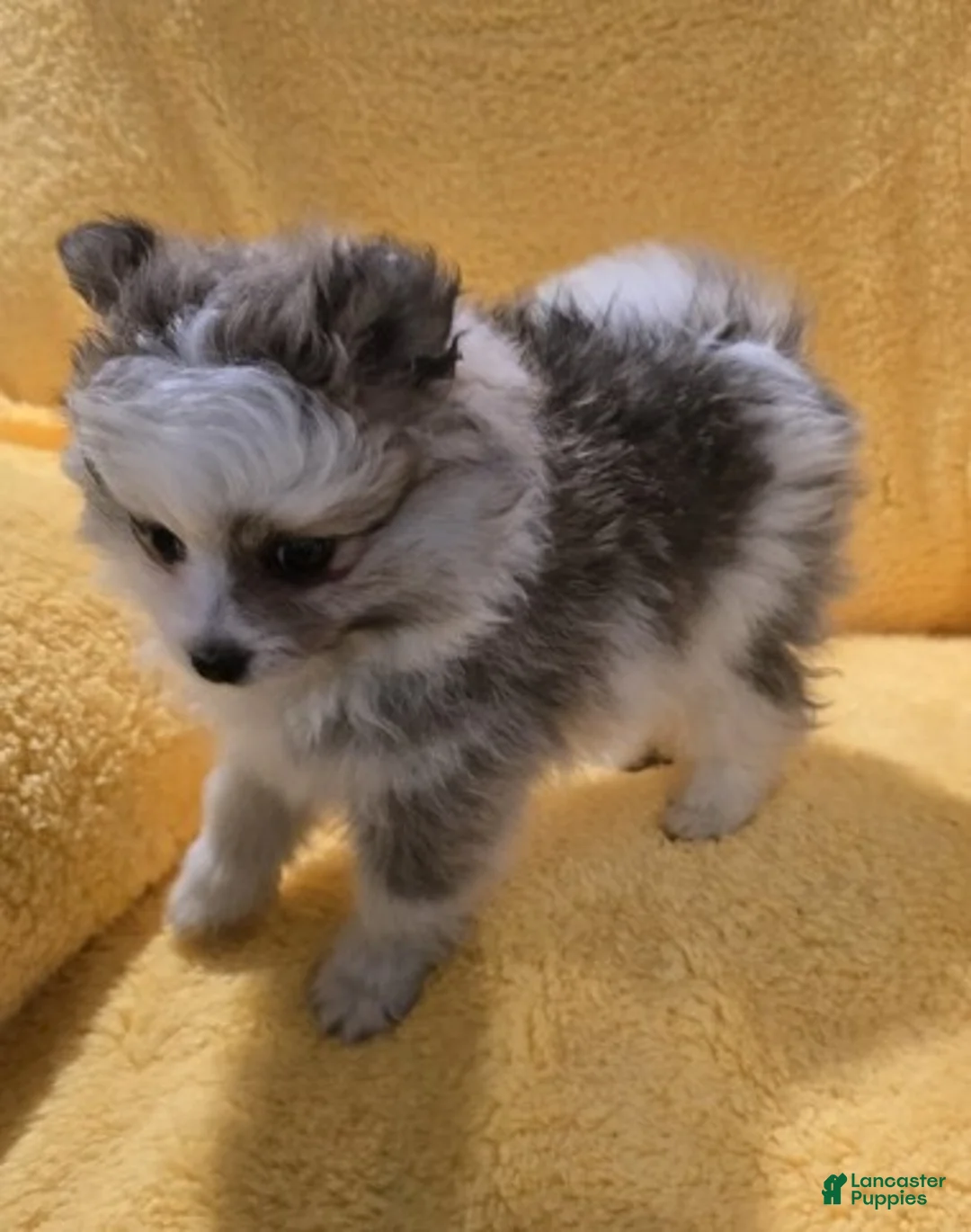 Pomeranian dogs for sale: Pomeranian Puppy 1 - Ad 3