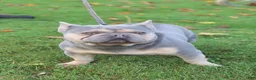 Frenchton dogs for sale: Ruby - Ad 7