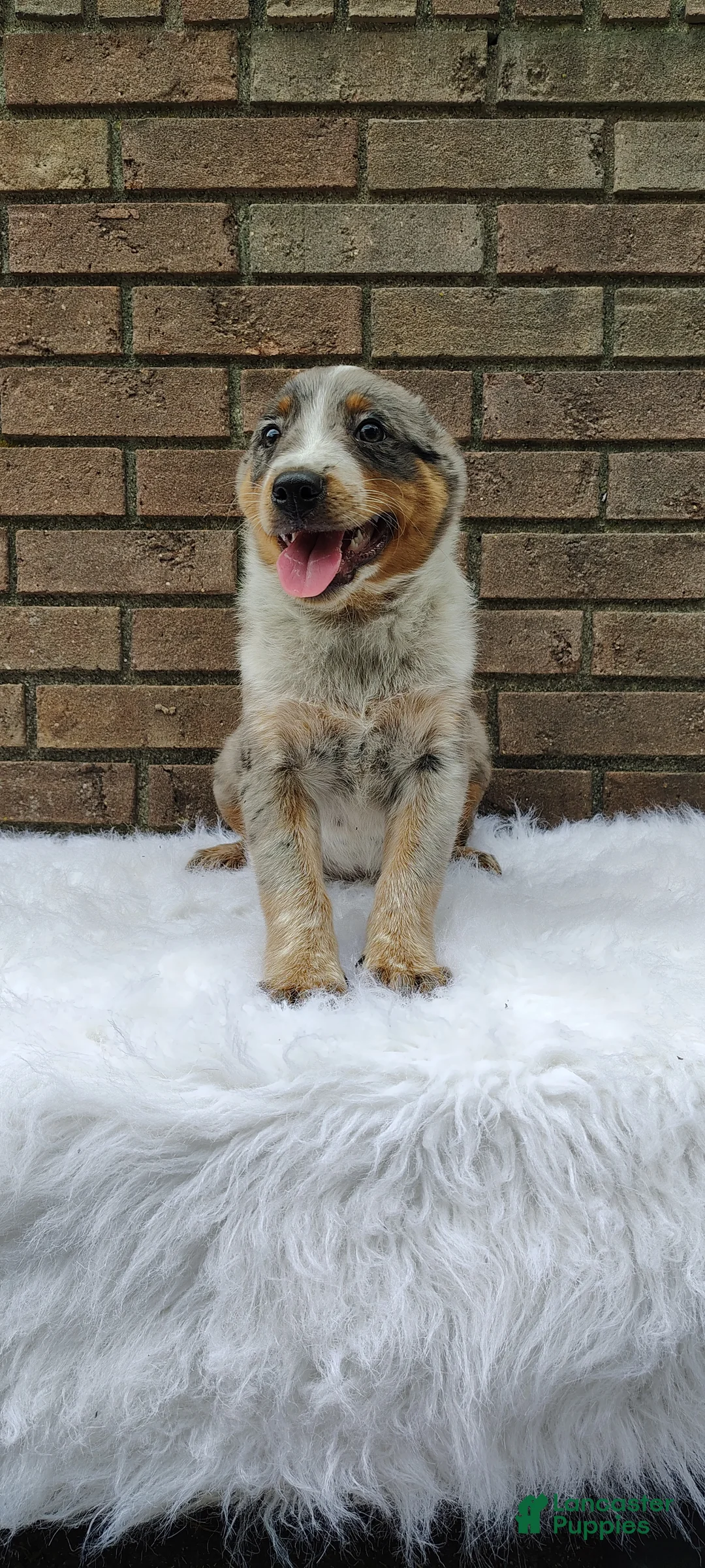 Mixed Breed dogs for sale: Luna - Ad 1
