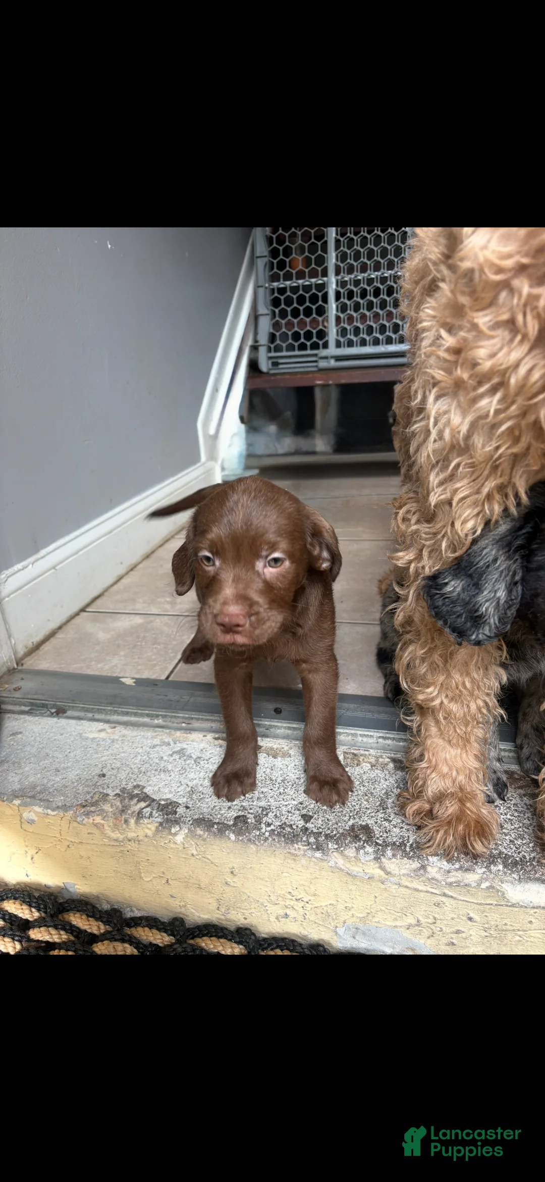 Goldendoodle dogs for sale: Hershey  - Ad 1