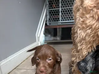 Goldendoodle dogs Hershey - Ad 14