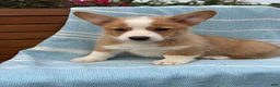 Welsh Corgi Pembroke dogs for sale: Jojo - Ad 4