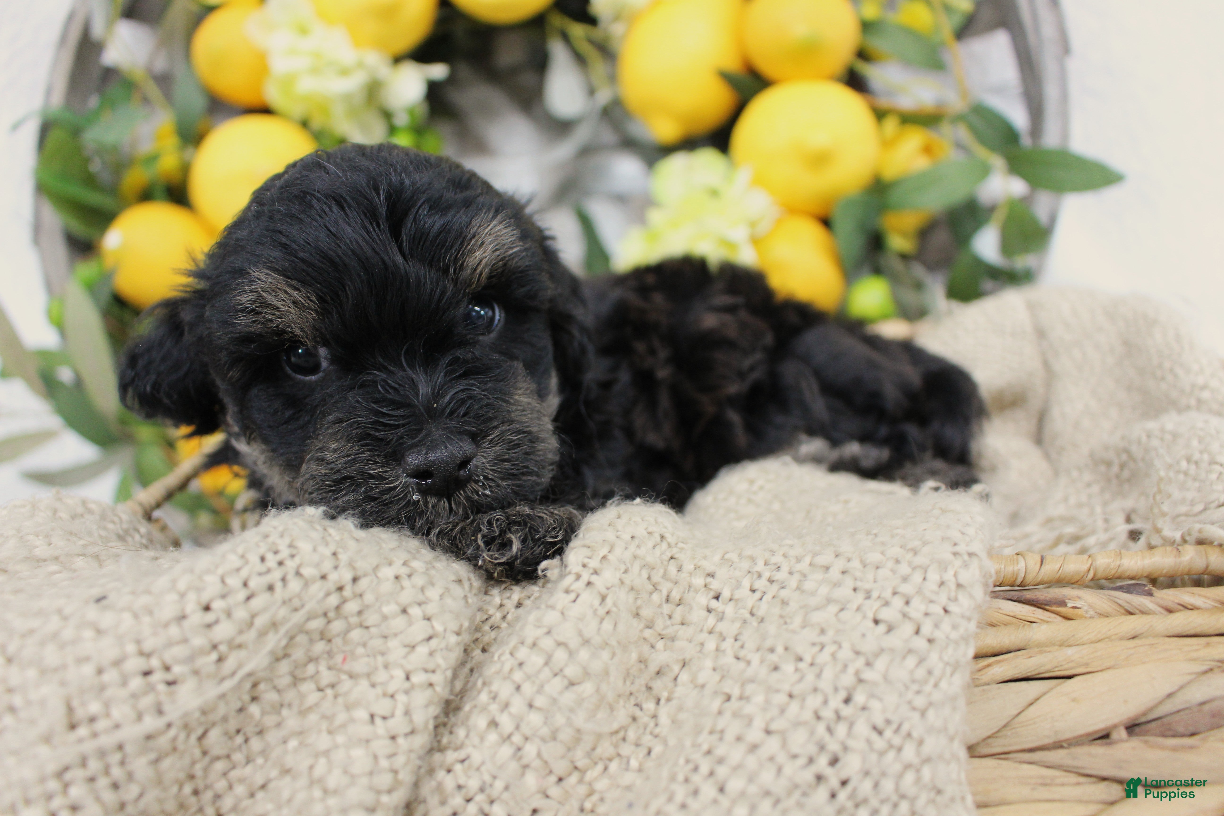 Mini Aussiedoodle dogs Bandit- F1B Mini AussieDoodle Boy in NC- Black Phantom - Ad 2