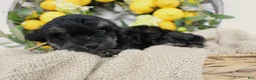 Mini Aussiedoodle dogs for sale: Bandit- F1B Mini AussieDoodle Boy in NC- Black Phantom - Ad 2