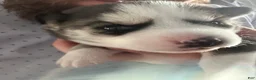 Siberian Husky dogs for sale: Annie Grace - Ad 3