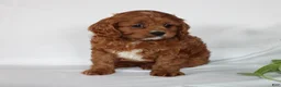 Cavapoo dogs for sale: Cindy - Ad 7
