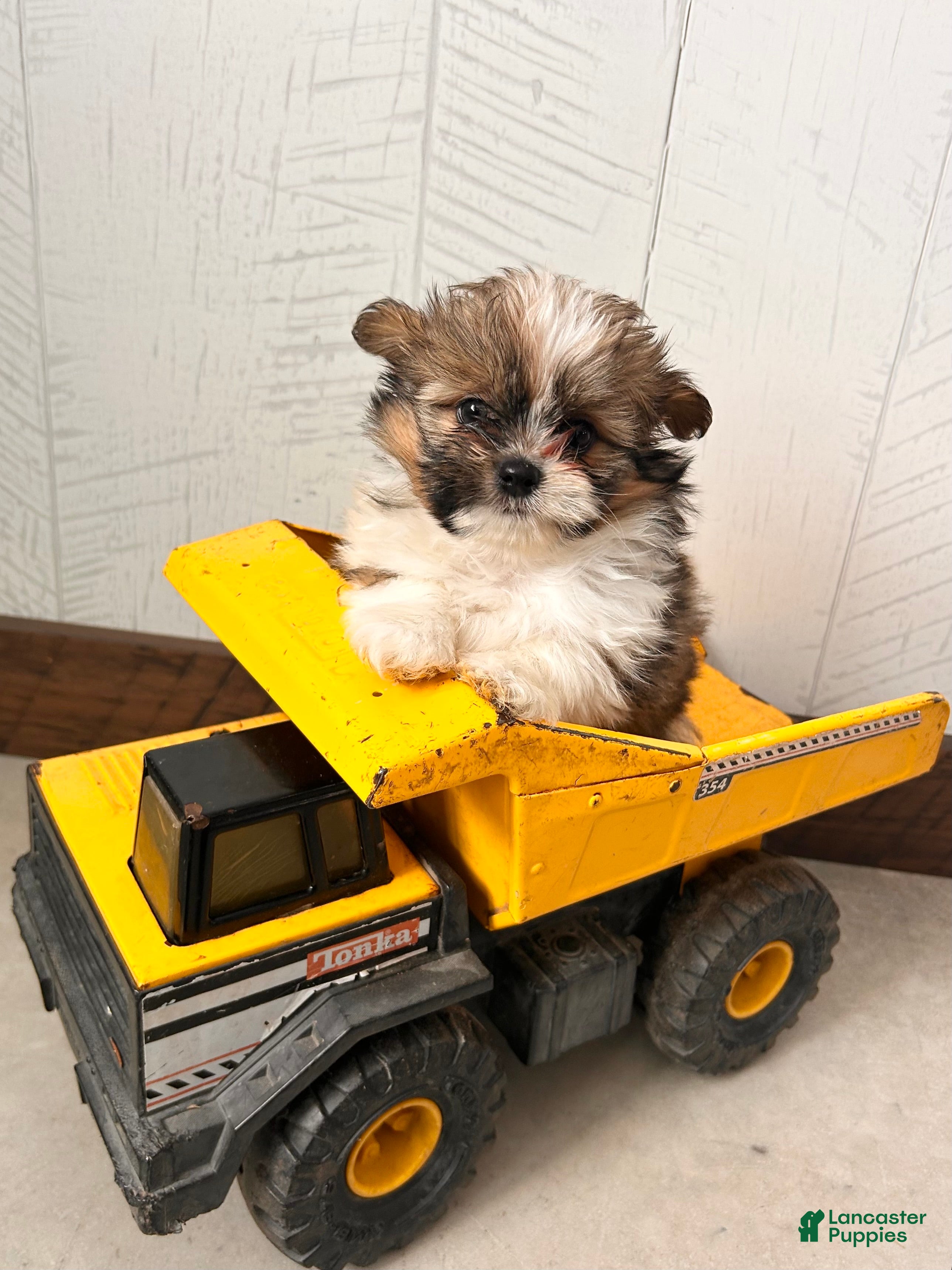 Mixed Breed dogs Gideon - Ad 28