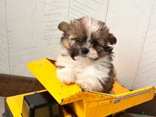 Mixed Breed dogs Gideon - Ad 28