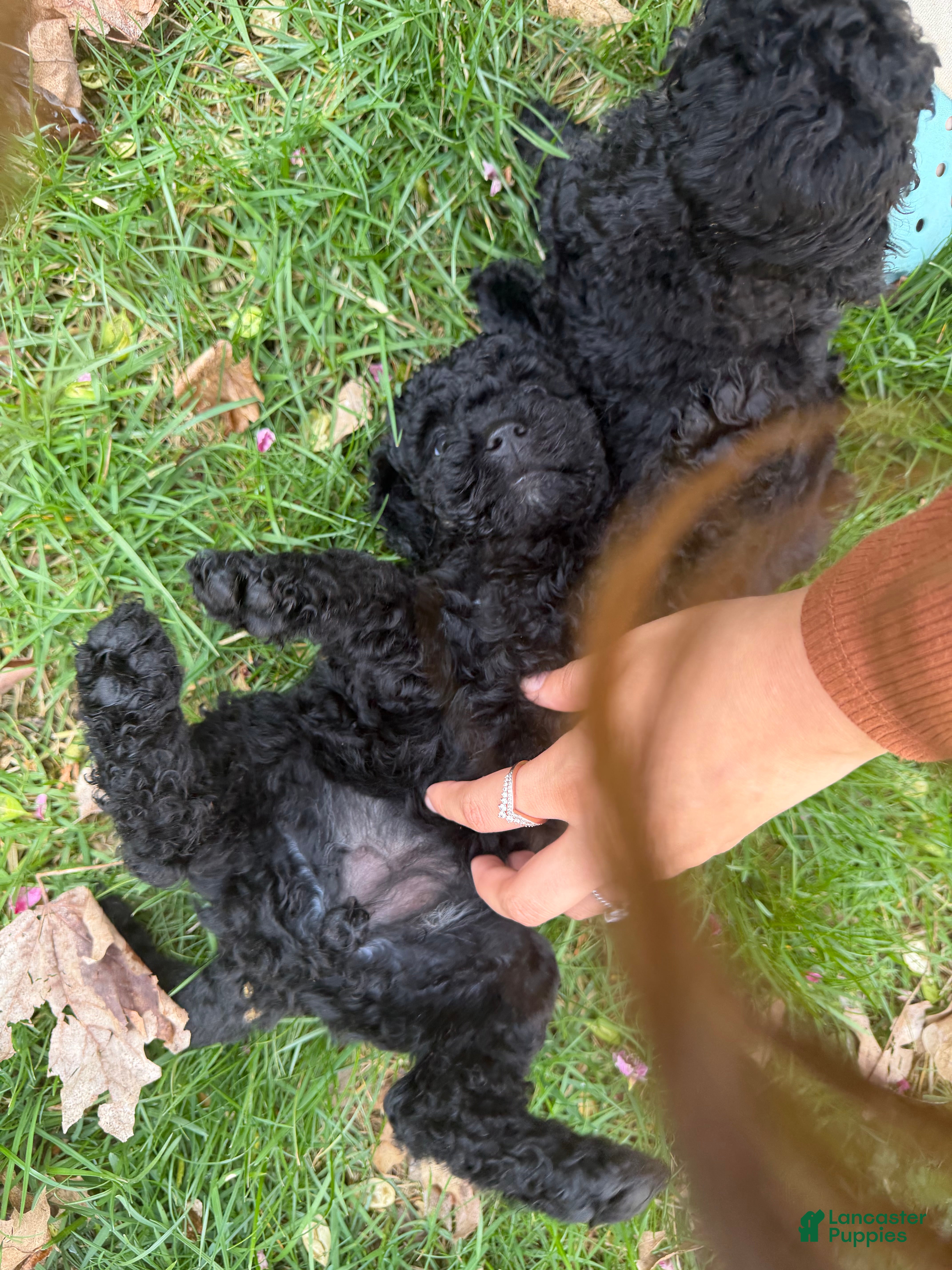 Mixed Breed dogs Mixed Breed Puppy 4 - Ad 20