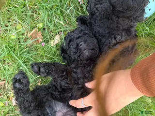 Mixed Breed dogs Mixed Breed Puppy 4 - Ad 20