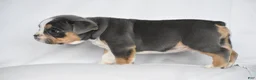 Beabull dogs for sale: Captain - Ad 11