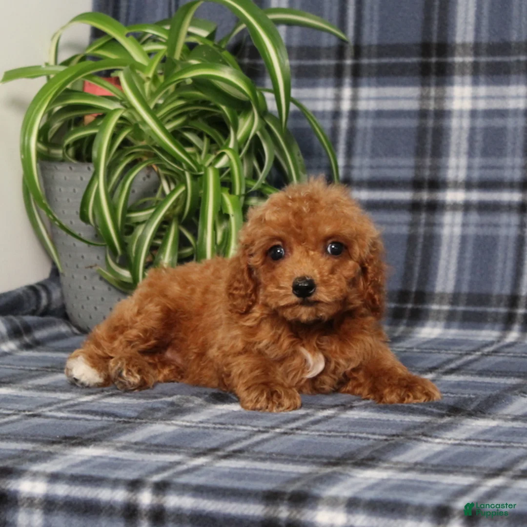 Miniature Poodle dogs for sale: Xara - Ad 5