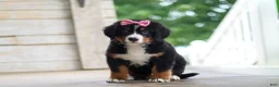 Bernese Mountain Dog dogs for sale: Lainey - Ad 4