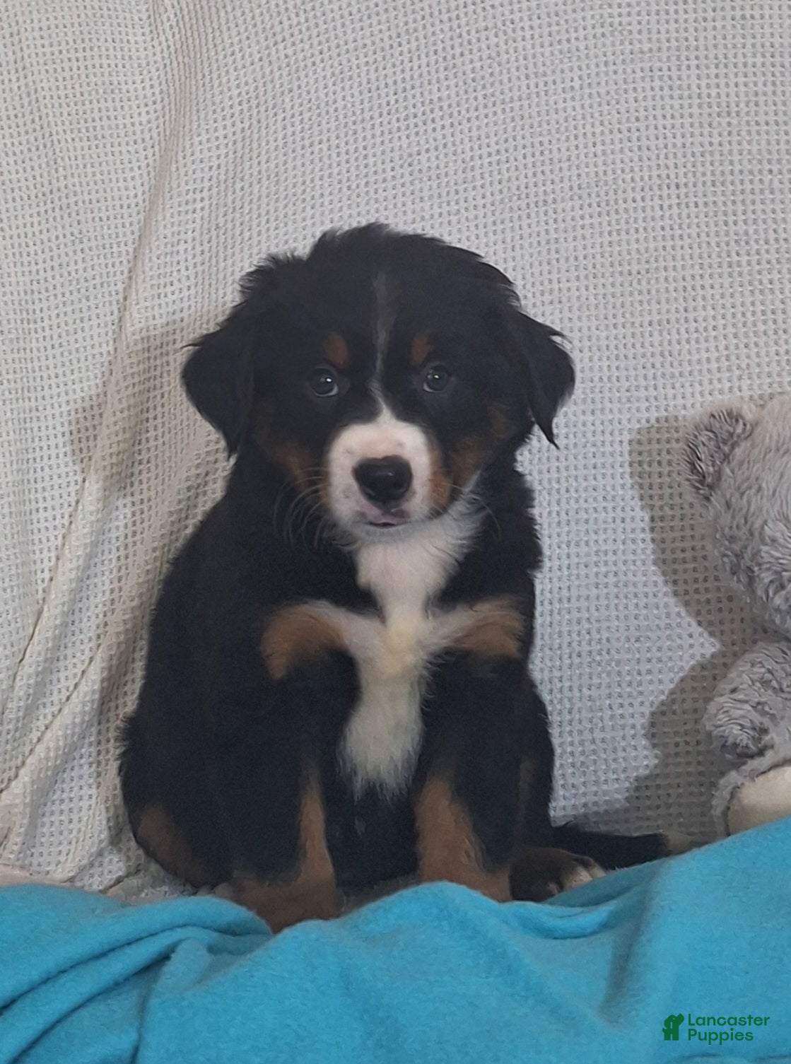 Mixed Breed dogs Nora - Ad 13
