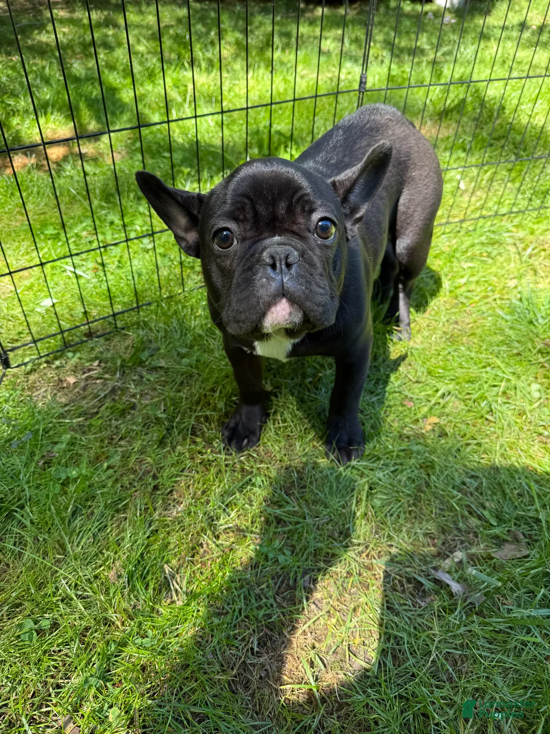 French Bulldog dogs for sale: French Bulldog Puppy 3 - Ad 2