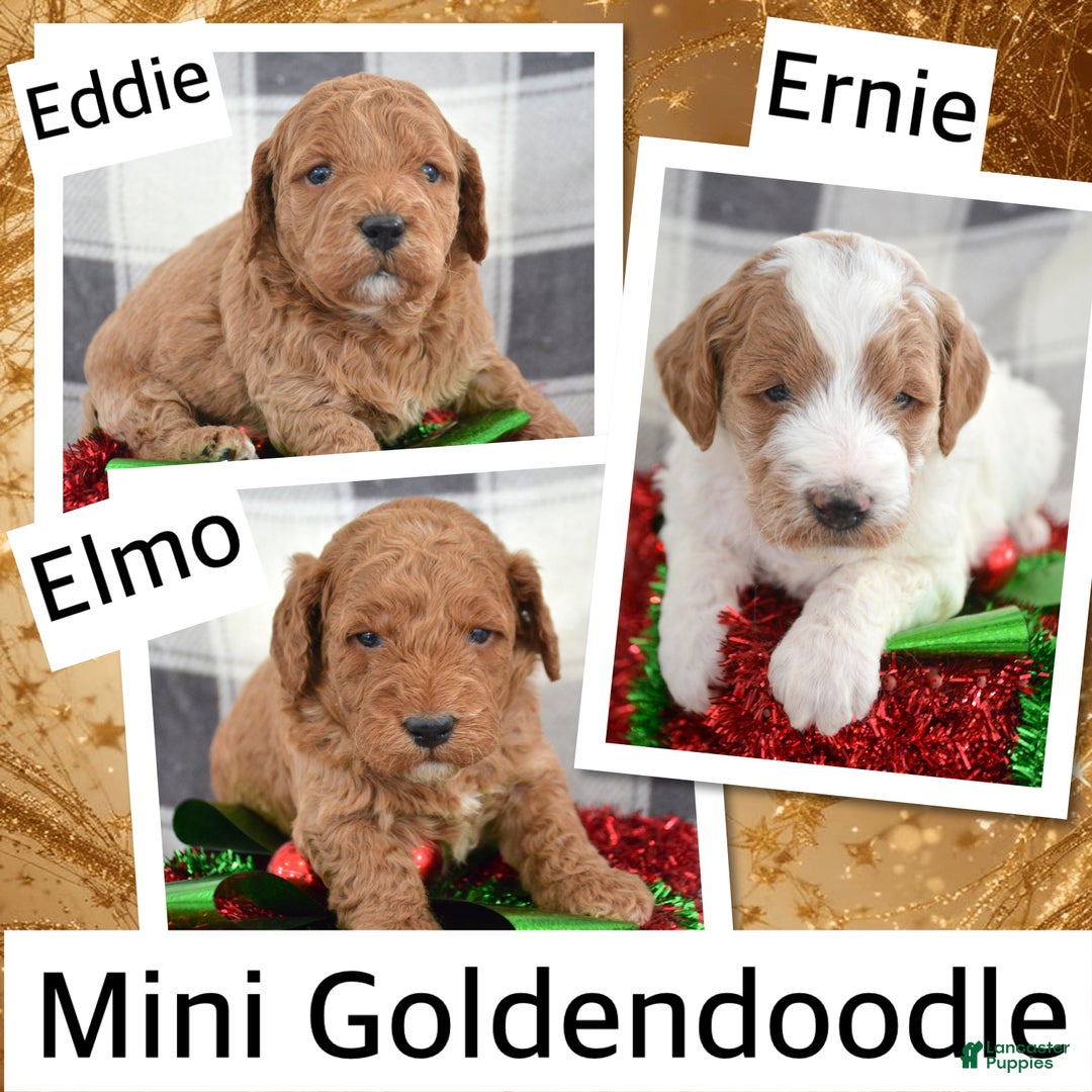 Goldendoodle dogs for sale: Mini Goldendoodle Puppy 1 Eddie - Ad 3