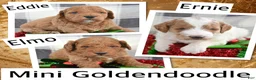 Goldendoodle dogs for sale: Mini Goldendoodle Puppy 1 Eddie - Ad 7