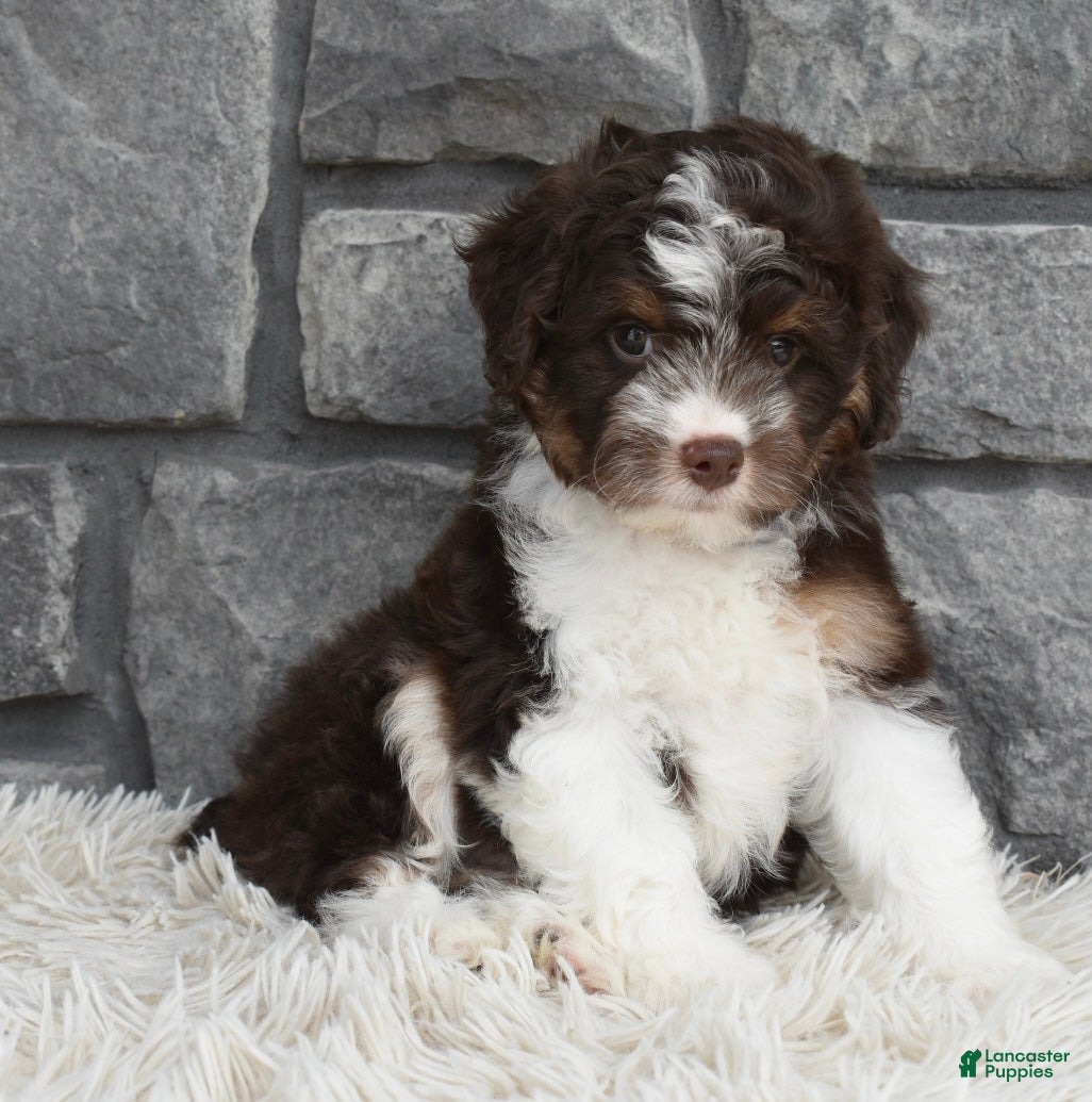 Mini Aussiedoodle dogs Cuddles  - Ad 1