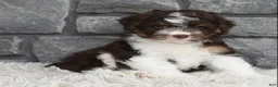 Mini Aussiedoodle dogs for sale: Cuddles  - Ad 1