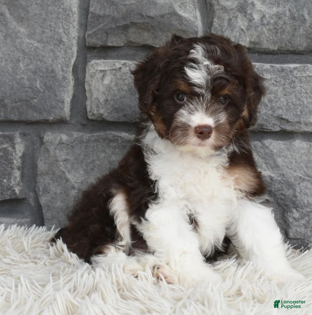 Mini Aussiedoodle dogs for sale: Cuddles  - Ad 1