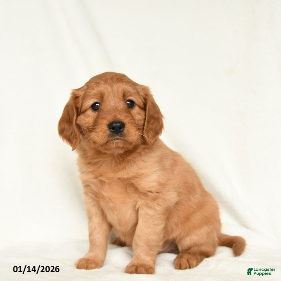 Miniature Golden Retriever dogs Eli  - Ad 2