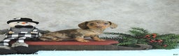 Miniature Dachshund dogs for sale: Lucia - Ad 5