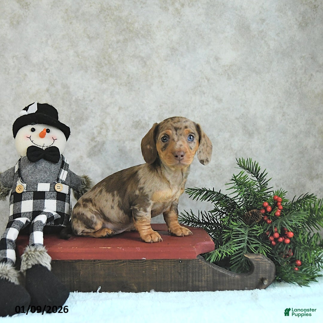 Miniature Dachshund dogs for sale: Lucia - Ad 5